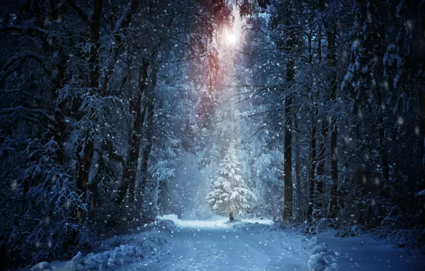 Картинка зима, дорога, лес, солнце, снег, деревья, елка, сугробы
