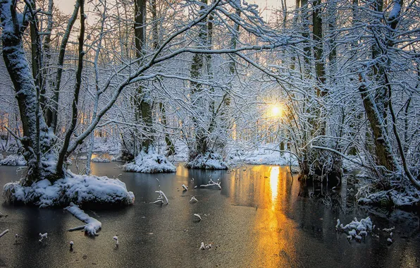 Зима, лес, деревья, рассвет, лёд, Скандинавия