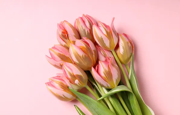 Картинка цветы, букет, тюльпаны, розовые, pink, flowers, beautiful, tulips