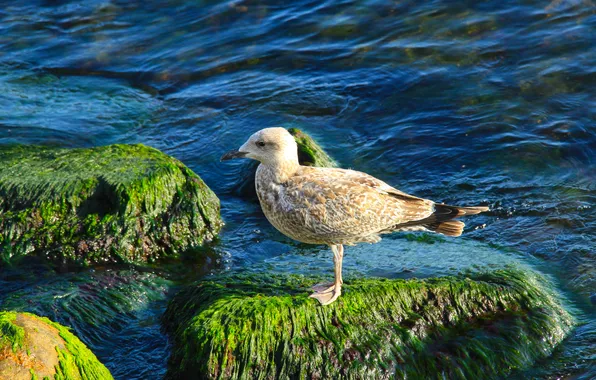 Картинка sea, bird, water, stones