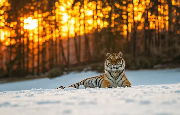 Зима, лес, кошка, солнце, свет, снег, деревья, закат
