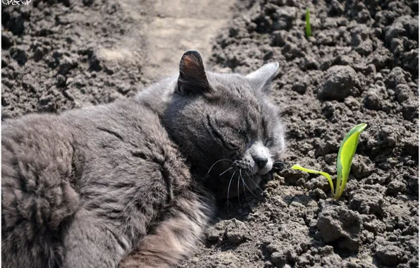 Кошка, спит, которая