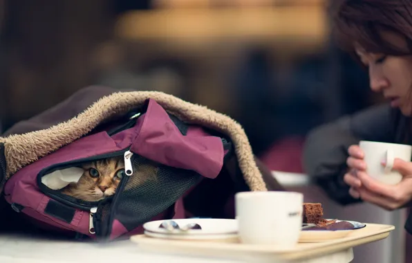 Картинка кошка, сумка, torode