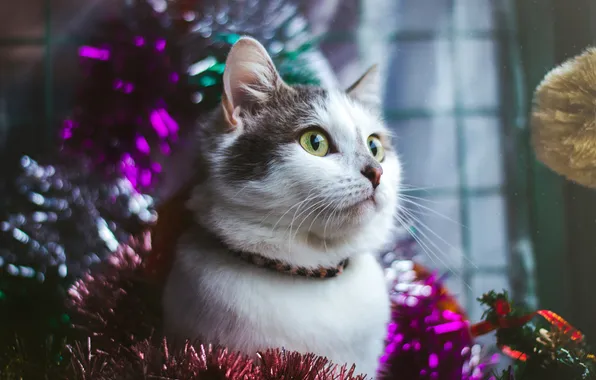 Кошка, кот, взгляд, поза, котенок, Рождество, Новый год, мишура
