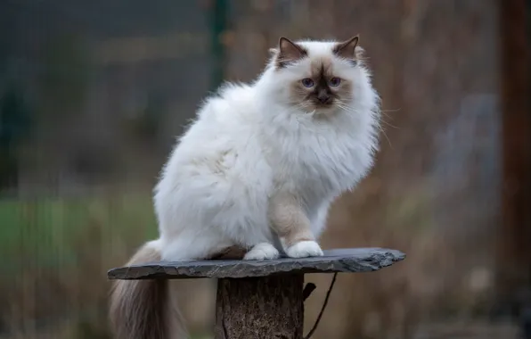 Кошка, кот, взгляд, поза, фон, мордашка, сидит, боке
