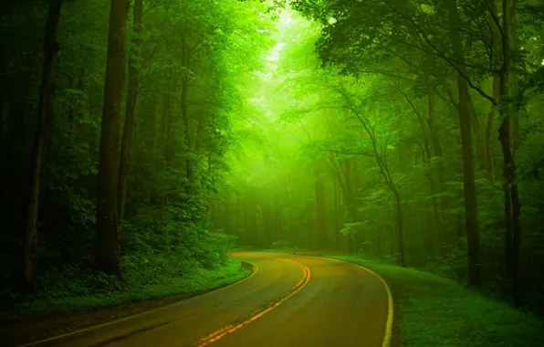 Дорога, лес, деревья, природа, парк, весна, forest, road