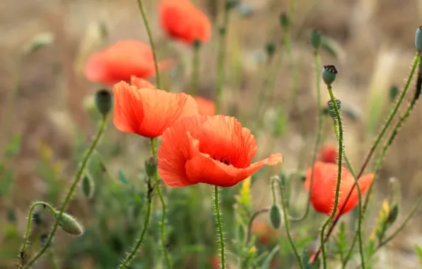 Red, flower, field, poppy, meadow, blooming