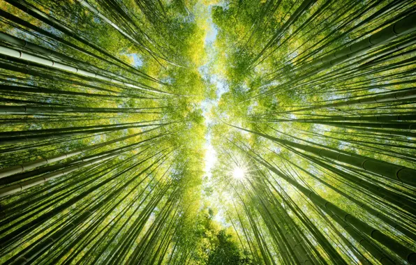 Картинка лес, небо, солнце, природа, вверх, бамбук