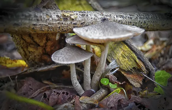 Дерево, поганка. ядовитый, гриб, бревно, природа nature, сухие листья, поганка
