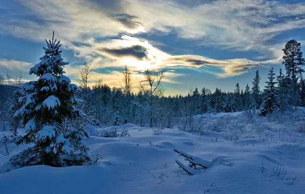 Зима, лес, снег, деревья, ель, Норвегия, сугробы, Norway