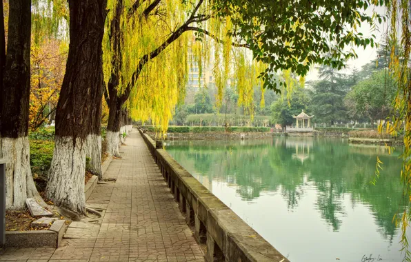 Осень, деревья, пруд, парк, China, Китай, Чэнду, Chengdu