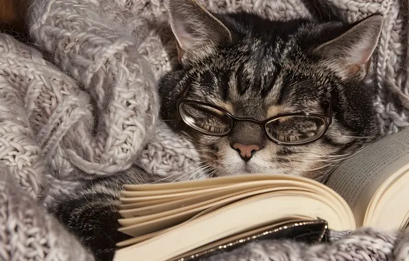 Кошка, кот, поза, серый, сон, очки, спит, лежит