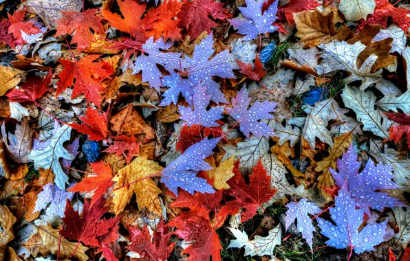 Картинка осень, листья, вода, капли, роса, клен