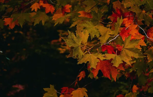 Картинка осень, листья, красные, клён