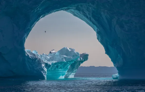 Картинка море, природа, океан, птица, лёд, айсберг