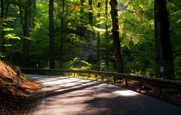 Картинка дорога, листья, солнце, деревья, природа, фон, дерево, widescreen