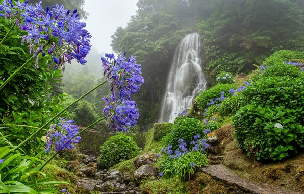Лес, цветы, ручей, водопад, Португалия, каскад, тропинка, Portugal