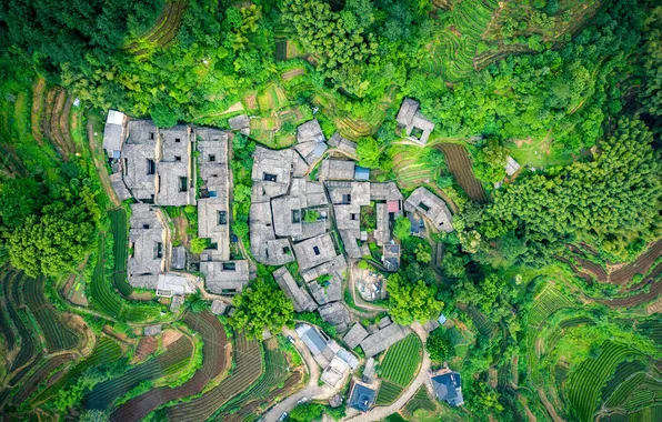 China, Весна, Китай, вид сверху, чайный сад, Spring Tea Garden, уезд Сонгьян, Songyang County