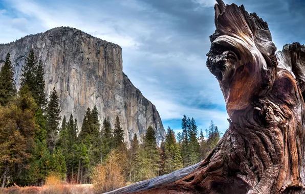 Картинка деревья, скалы, Калифорния, США, коряга, Йосемити, крупным планом, Yosemite National Park
