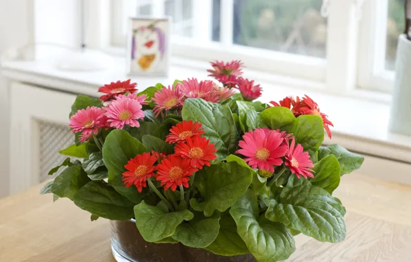 Листва, герберы, Foliage, Gerberas
