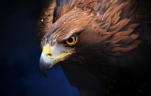 Фон, хищник, клюв, Золотой орел, Golden Eagle