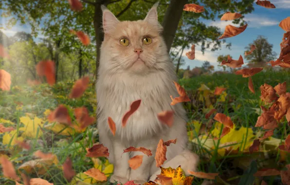 Осень, кошка, небо, трава, кот, взгляд, листья, деревья