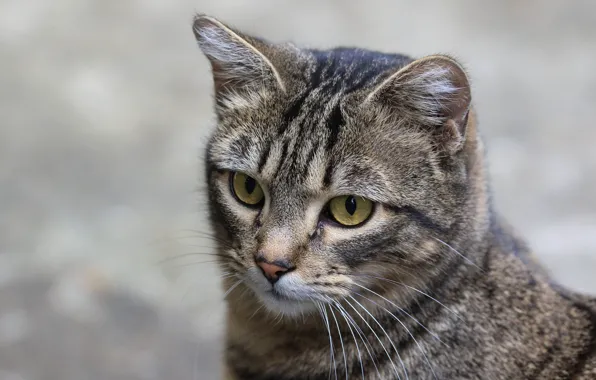 Картинка кошка, кот, взгляд, морда