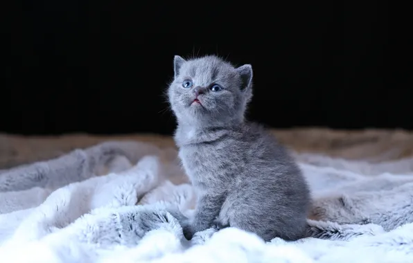 Кошка, котенок, серый, малыш, мех, черный фон, котёнок, лапочка