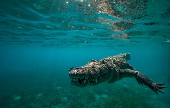 Морда, поза, дно, зубы, крокодил, пасть, подводный мир, под водой