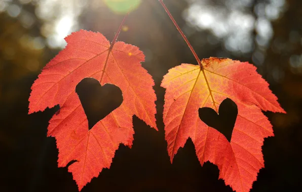 Картинка осень, листья, сердечки