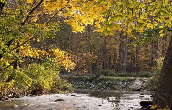 Картинка осень, лес, вода, деревья, поток, forest, Nature, trees