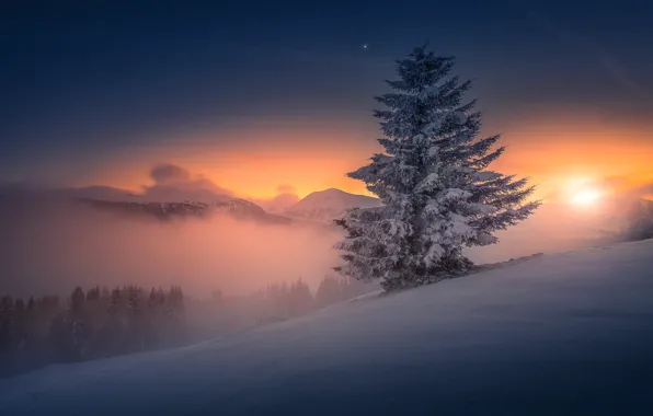 Закат, ель, вечер, Австрия, Seetaler Alpen