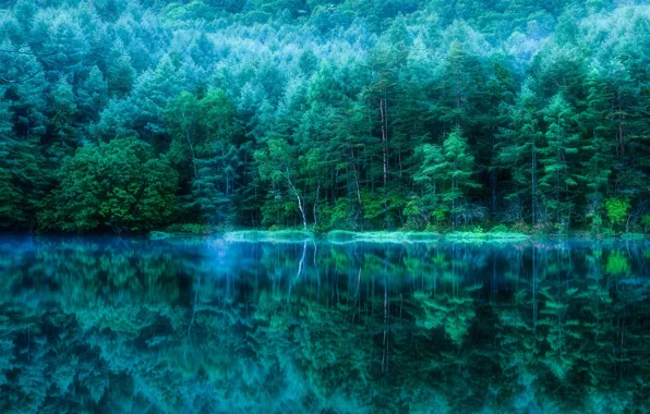 Картинка лес, деревья, природа, пруд, отражение, Япония, водоем