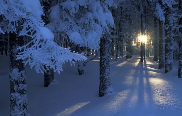 Картинка лес, солнце, свет, снег, деревья, ветки, сияние, Зима