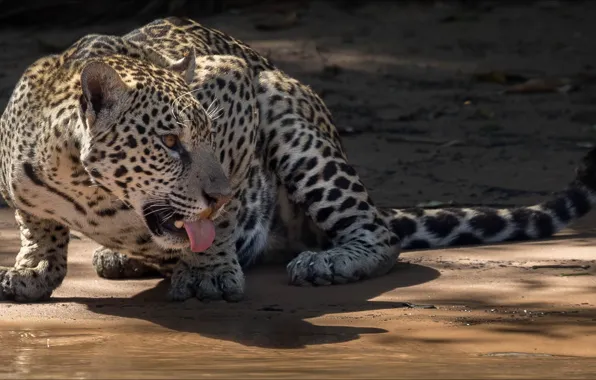 Animals, jaguar, cat, tongue, big cat, temnobelos