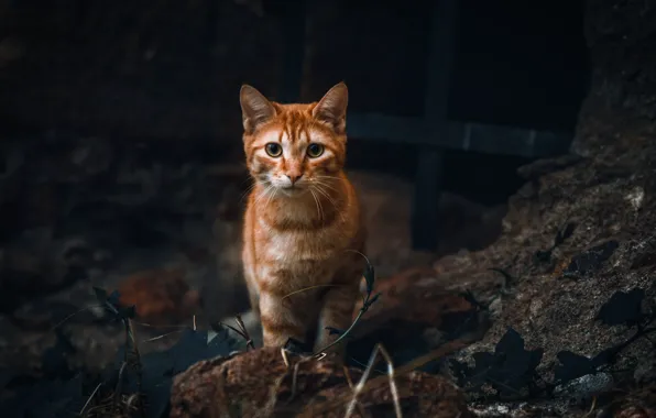 Cat, kitty, animal, feline