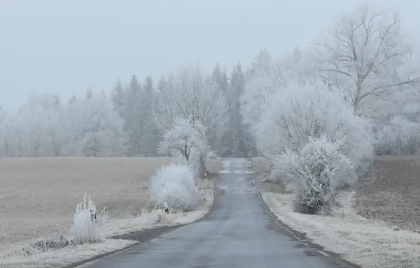 Misty, road, winter, freeze, countryside, foggy, frost, farmland
