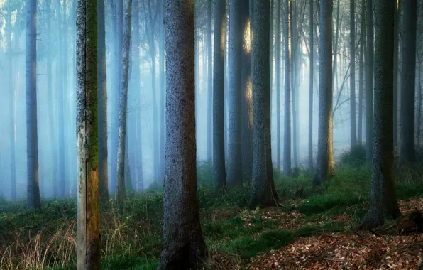 Лес, деревья, природа, туман, стволы, Германия