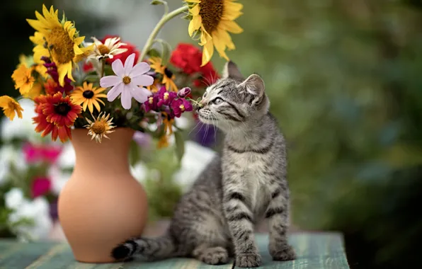 Картинка кошка, цветы, кувшин, котёнок, котейка, Юрий Коротун