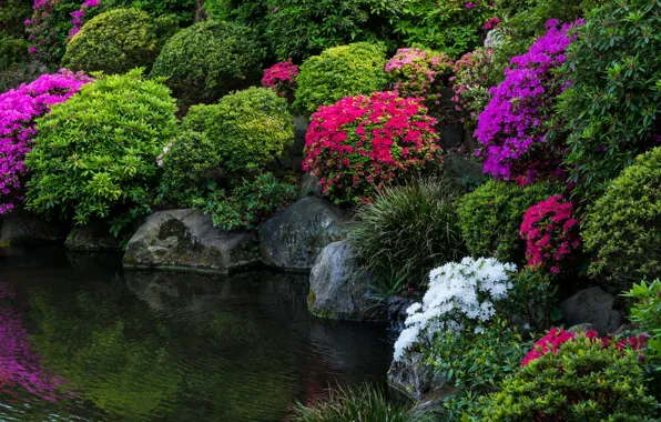 Цветы, пруд, парк, фото, Япония, Tokyo, Japan