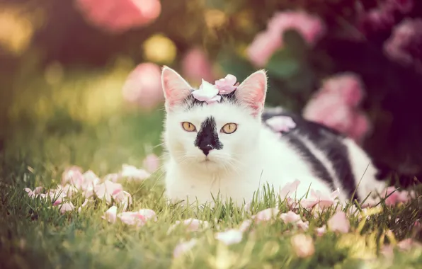 Кошка, лето, трава, кот, взгляд, цветы, природа, поза