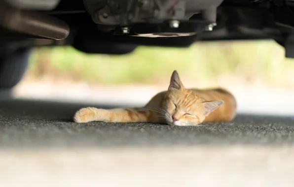 Кошка, спит, рыжая, под машиной