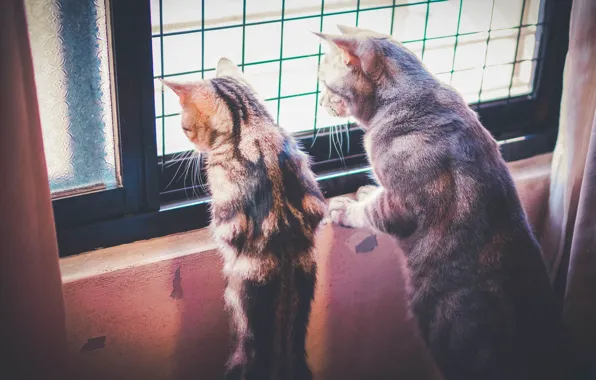 Дом, кошаки, коты, окно, наблюдение
