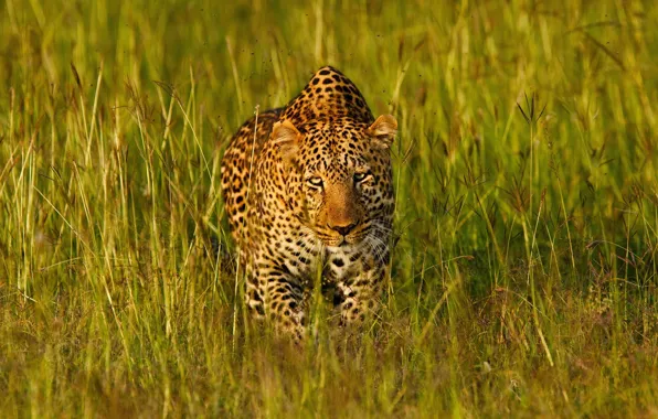 Картинка трава, морда, свет, хищник, леопард, Африка, маскировка, дикая кошка