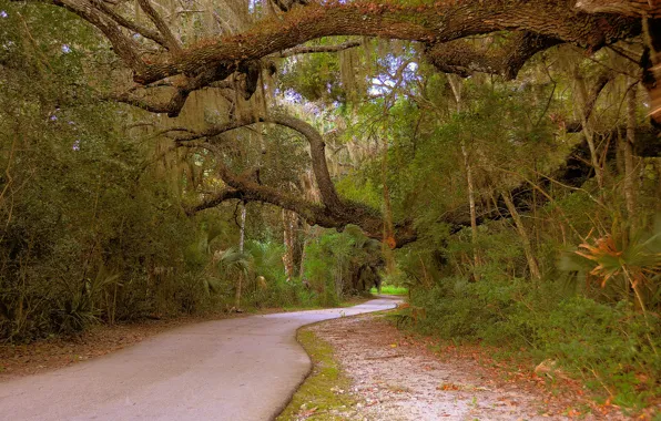 Картинка дорога, лес, forest, Nature, road