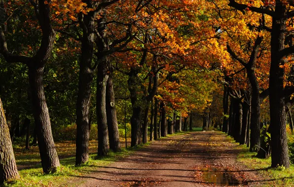 Картинка реальное фото, осень, настроение, деревья