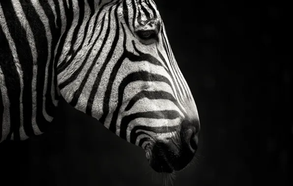 Картинка полоски, черно-белый, зебра, профиль