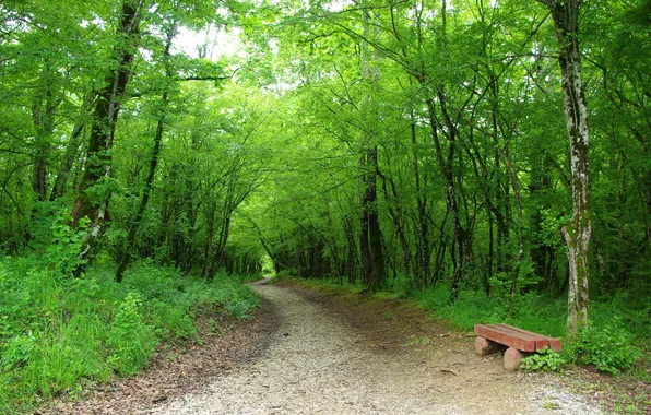 Картинка зелень, деревья, скамейка, Лес, дорожка