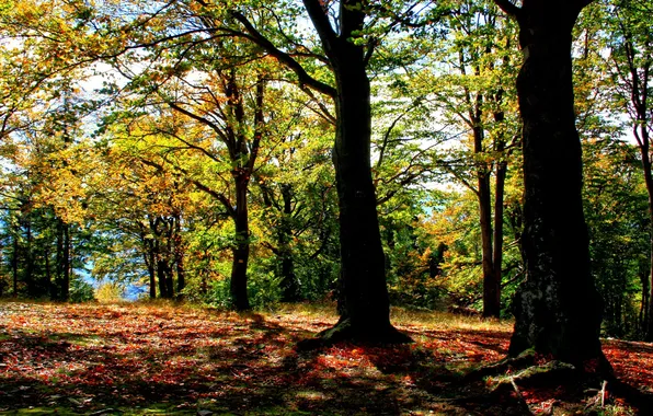 Осень, лес, солнце, деревья, Польша, Brenna