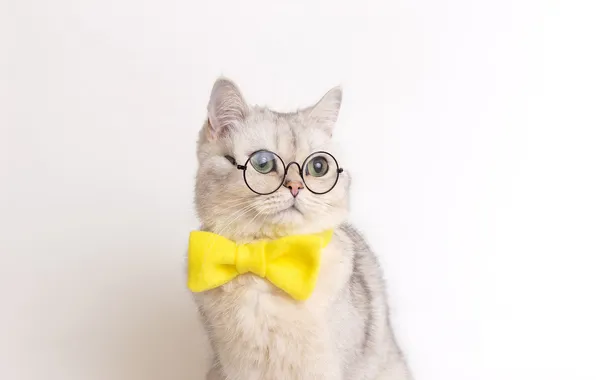 Кошка, кот, взгляд, поза, мордашка